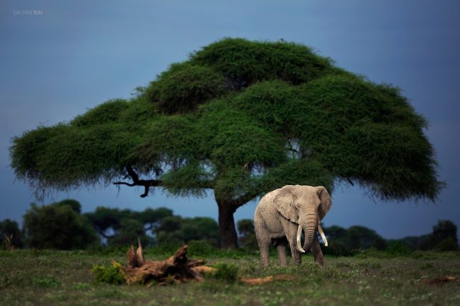 A bull elephant feeding in front of an Umbrella Acacia tree in Amboseli, Kenya.