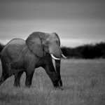 An elephant hurriedly walks in the grasslands of Amboseli, Kenya