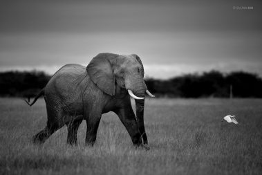 An elephant hurriedly walks in the grasslands of Amboseli, Kenya