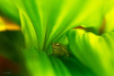 A bush frog calling from inside a plant in a garden in Coorg, Karnataka.