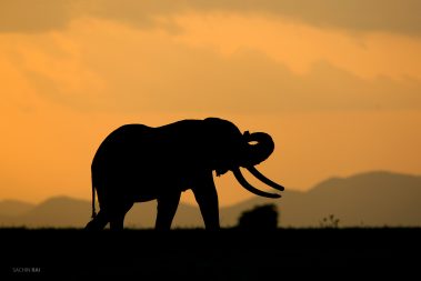 An male elephant silhoutte