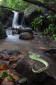 A Malabar pit viper in one of the streams in Coorg, Karnataka.