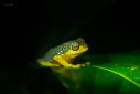 A tiny bush frog the size of a coffee bean sitting on a leaf in the coffee plantations of Coorg, Karnataka.