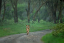 A lioness walking on a the road in Nakuru, Kenya.