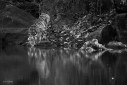 A tigress quenches her thirst one late evening in Bandhavgarh, India