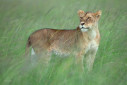 A lioness from Masai Mara
