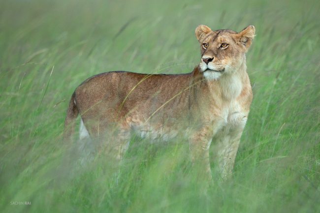 A lioness from Masai Mara