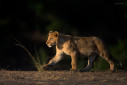 A lion cub from Masai Mar