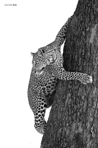 A subadult leopard cautiously climbs down a tree keeping her eyes at a pride of lions at a distance.