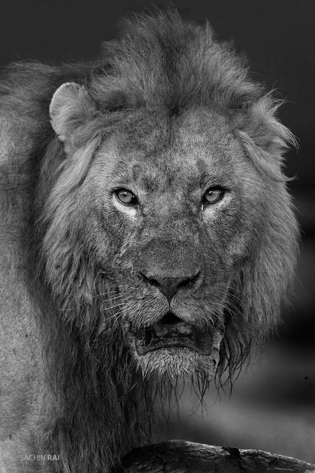 This male lion kept checking on the hyenas that kept trying to steal from his kill.