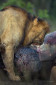 A male lion digging into the carcass of a hippo