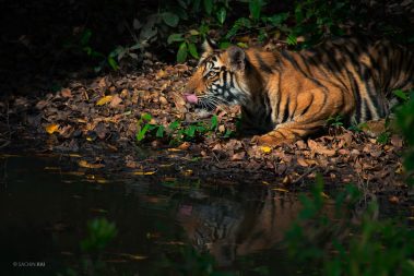 A young tiger from Bandhavgarh