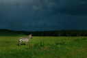 As clouds build up in the sky, this zebra stay still staring at some hyenas trotting towards him in Nakuru, Kenya.