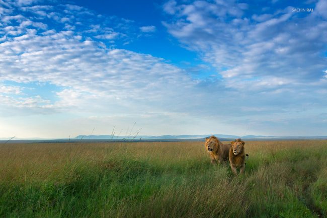 These two young males were trying to take over a pride in Masai Mara.