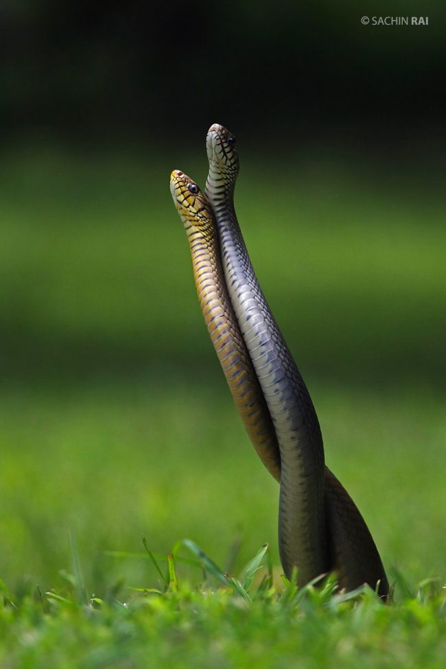 Rat snake combat