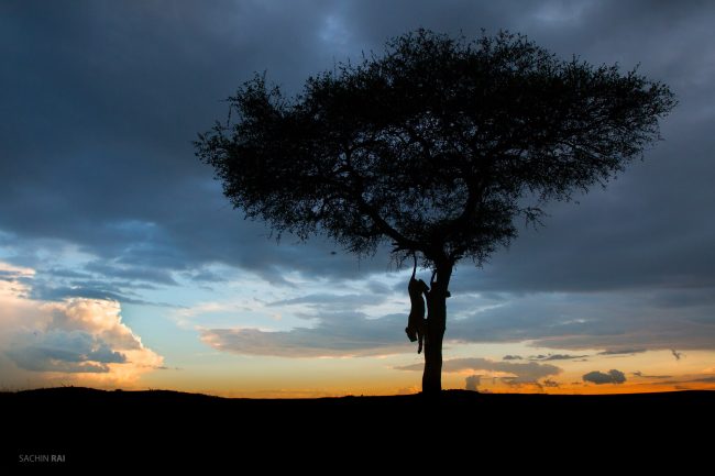 A lioness scrambling down a tree at sunset in Masai Mara.