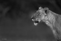 A portrait of a lioness from Mara, Kenya