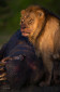 Male lion on a hippo carcass
