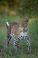 A leopard from Masai Mara