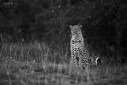 A gorgeous leopard appeared out of the bush one late evening in Mara, Kenya