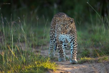 A leopard from Masai Mara