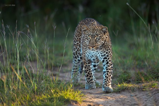 A leopard from Masai Mara