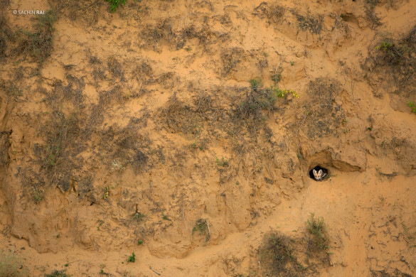 Desert fox in its den