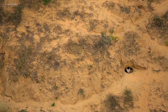 Desert fox in its den
