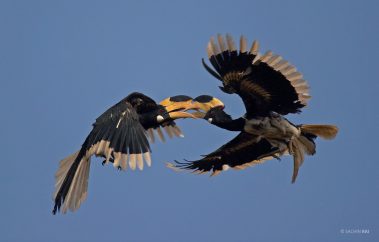 Two male Malabar pied hornbills locking their beaks mid air in Dandeli, Karnataka, India.