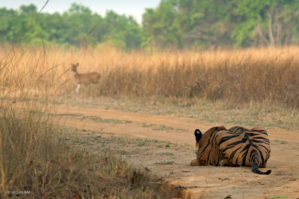 A tiger stalking a spotted deer.