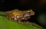 Raorchestes sp.