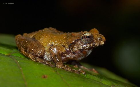 Raorchestes sp.