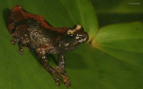 Raorchestes sp.