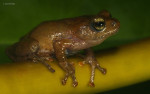 Raorchestes sp.