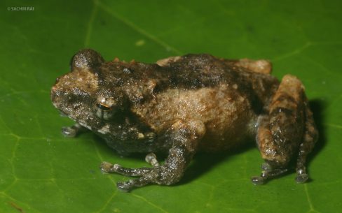 Raorchestes sp.