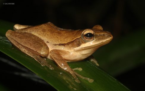 Polypedates maculatus