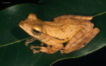 Polypedates pseudocruciger