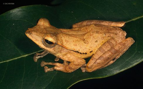 Polypedates pseudocruciger
