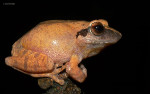 Pseudophilautus amboli