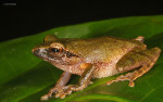 Pseudophilautus wynaadensis
