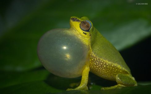 Raorchestes akroparallagi