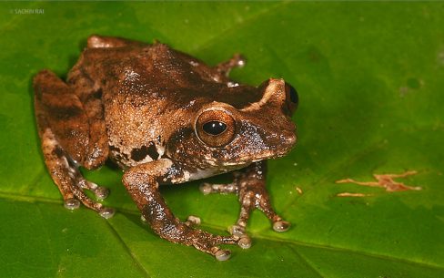Raorchestes anili