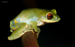 Raorchestes beddomii