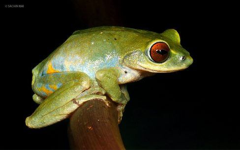 Raorchestes beddomii