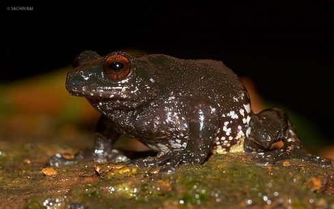 Raorchestes bombayensis