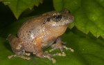 Raorchestes cf. blandus