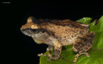 Raorchestes sushili