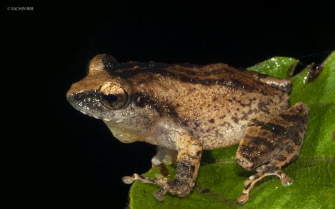 Raorchestes sushili