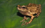 Raorchestes charius