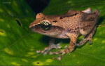 Raorchestes chlorosomma